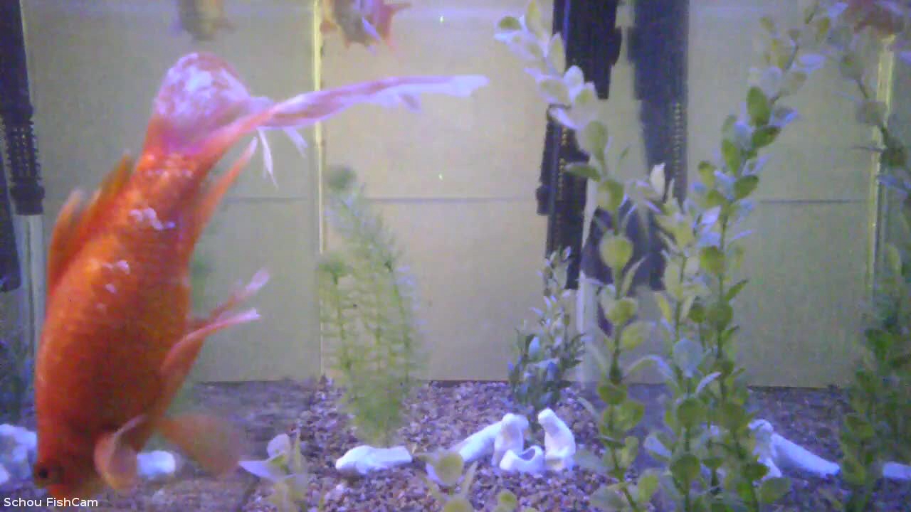 An HLS live feed from a camera pointed at a fish tank with multiple stream encoding qualities